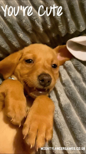 a puppy laying on a blanket with the words " you 're cute " above it