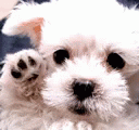 A+ Puppy Waving GIF