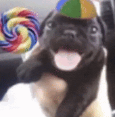 A Puppy Wearing A Party Hat Is Being Held By A Person GIF