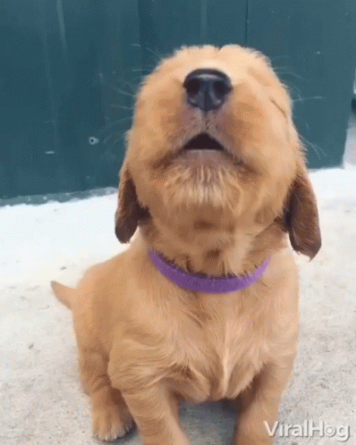 A Puppy Wearing A Purple Collar Is Looking Up At The Sky GIF