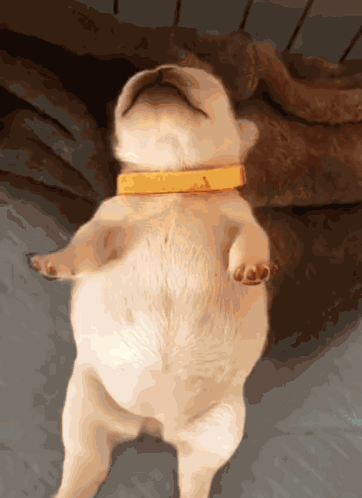 A Puppy Wearing A Yellow Collar Is Laying On Its Back GIF