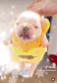A Puppy Wearing A Yellow Life Preserver Is Being Held By Someone . GIF