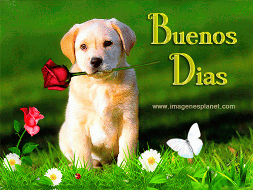 A Puppy With A Rose In Its Mouth And The Words Buenos Dias Written Above It GIF