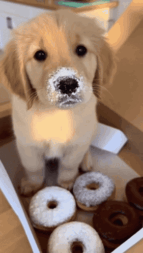 A Puppy With Icing On Its Face Is Sitting In A Box Of Donuts GIF
