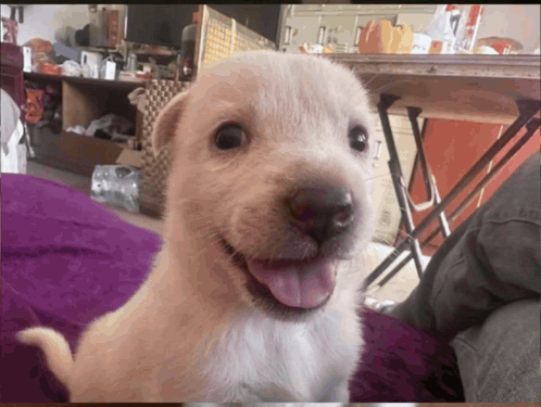 a puppy with its tongue hanging out is smiling for the camera