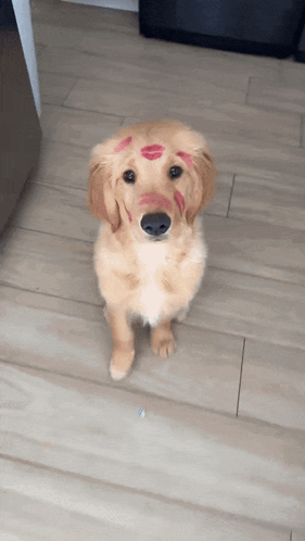 A Puppy With Red Lipstick On Its Face Looks At The Camera GIF