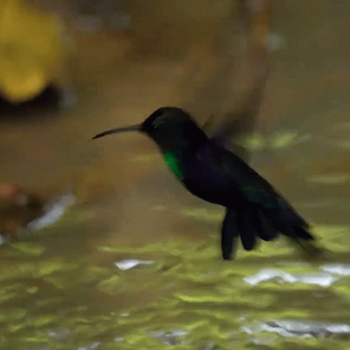 A Purple And Green Hummingbird Is Flying Over Water GIF
