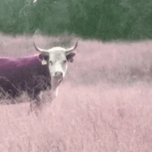A Purple Bull In The Field GIF