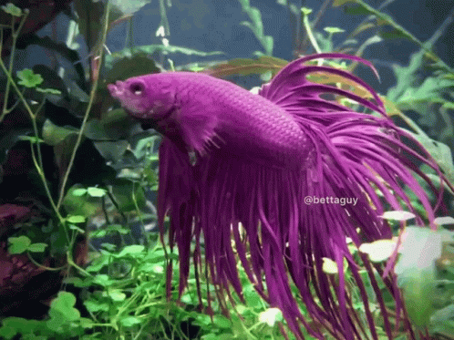 A Purple Fish With A Long Tail Is In A Tank With Plants GIF