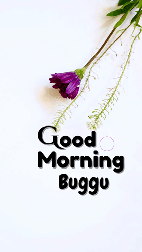 A Purple Flower Is On A White Background With The Words " Good Morning Buggu " GIF