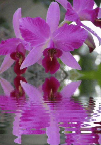 A Purple Flower Is Reflected In A Body Of Water With A Watermark That Says ' A Purple Flower ' GIF