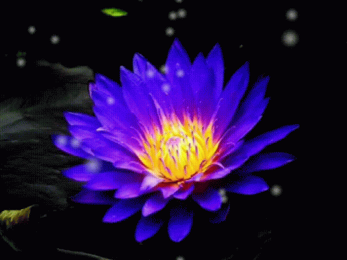 A Purple Flower With A Yellow Center And A Butterfly GIF