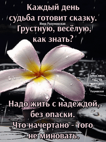 A Purple Flower With A Yellow Center Is On A Black Background With Foreign Writing GIF