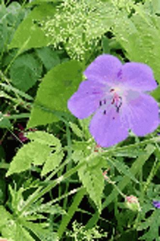 A Purple Flower With A Yellow Center Is Surrounded By Green Leaves GIF