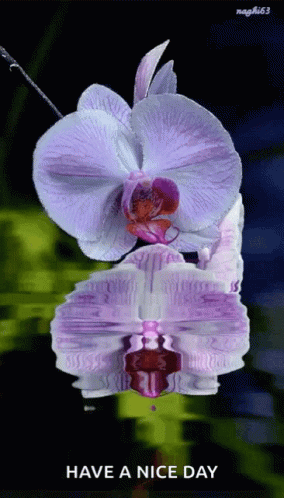 A Purple Flower With The Words Have A Nice Day GIF