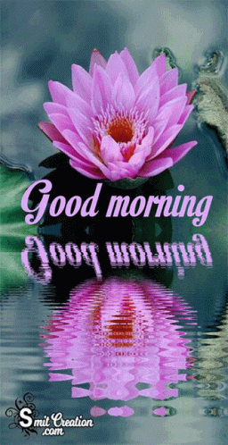 A Purple Lotus Flower Is Reflected In The Water With The Words Good Morning GIF