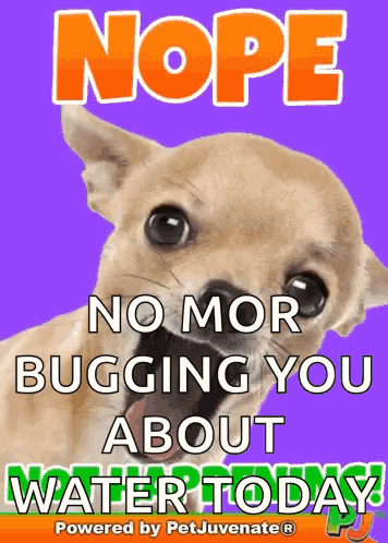 A Purple Poster With A Dog And The Words Nope No Mor Bugging You About Water Today GIF