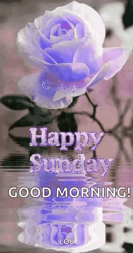 A Purple Rose Is Reflected In The Water With The Words `` Happy Sunday '' Written On It . GIF