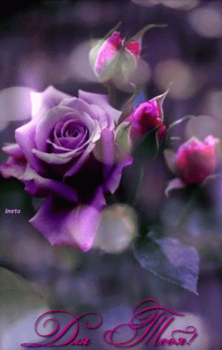 A Purple Rose Is Surrounded By Pink Buds And The Words " Dua Meow " On The Bottom GIF