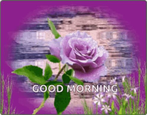 A Purple Rose On A Purple Background With The Words Good Morning On It GIF