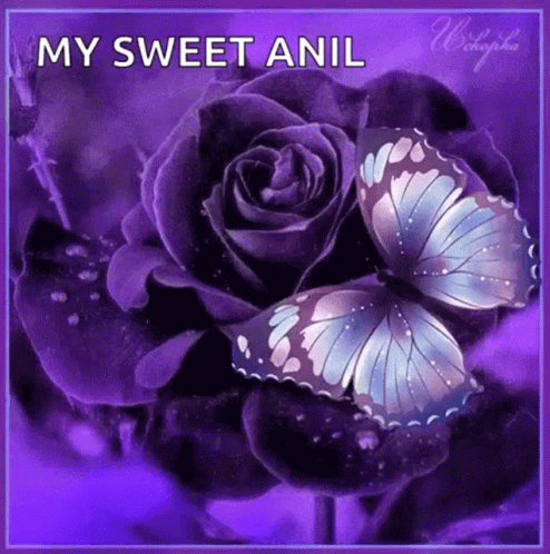 A Purple Rose With A Butterfly On It And The Words `` My Sweet Anil '' Written On It . GIF