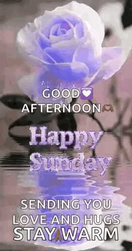 A Purple Rose With The Words `` Good Afternoon Happy Sunday Sending You Love And Hugs Stay Warm '' GIF