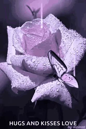 A Purple Rose With Water Drops And A Butterfly On It GIF