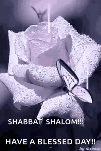 A Purple Rose With Water Drops And A Butterfly On It GIF