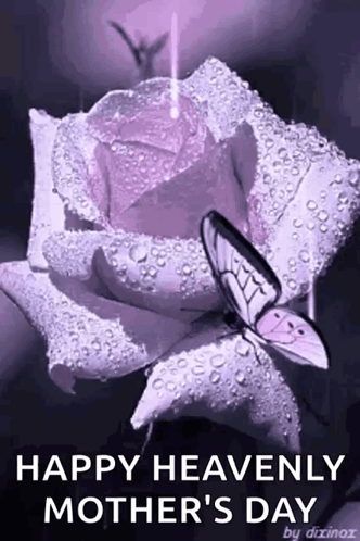 A Purple Rose With Water Drops On It And A Butterfly On It . GIF