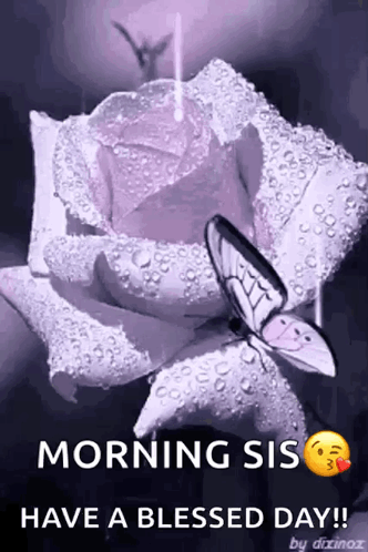 A Purple Rose With Water Drops On It And A Butterfly On It GIF