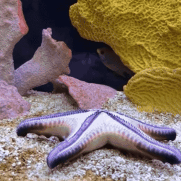 A Purple Starfish Is Laying On The Sand Near A Coral Reef GIF