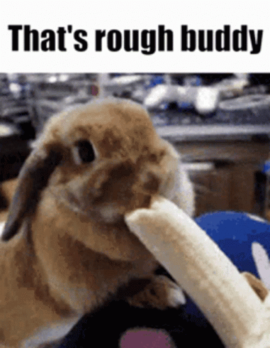 A Rabbit Is Eating A Banana With The Words That 'S Rough Buddy Below It GIF