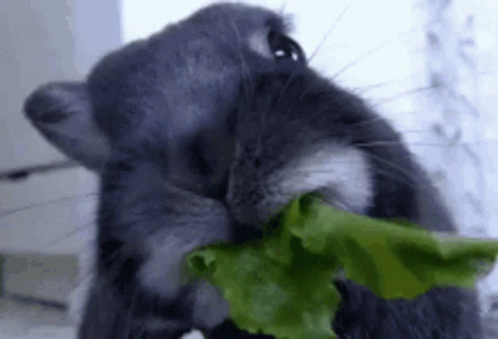 A Rabbit Is Eating A Leaf Of Lettuce . GIF