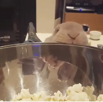 A Rabbit Is Eating Popcorn In A Bowl GIF