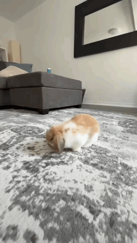 A Rabbit Is Laying On A Rug In A Living Room Next To A Couch . GIF