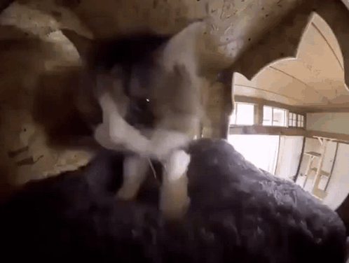 A Rabbit Is Looking Out Of A Hole In A Wall GIF