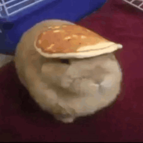A Rabbit Is Sitting On A Bed With A Pancake On Its Head . GIF