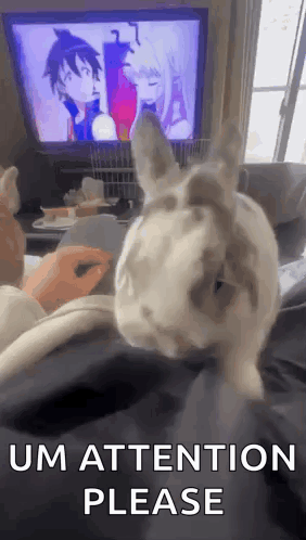 A Rabbit Is Sitting On A Person 'S Lap In Front Of A Television And Asking For Attention . GIF