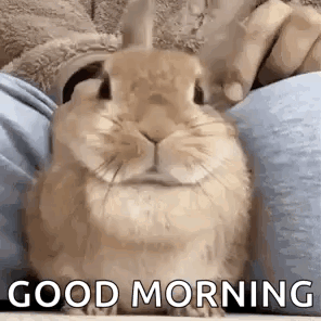 A Rabbit Is Sitting On A Person 'S Lap With The Words `` Good Morning '' Written On It . GIF