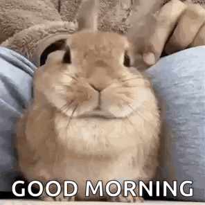 a rabbit is sitting on a person 's lap with the words `` good morning '' written on it .