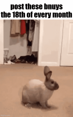 A Rabbit Is Standing In A Room Next To A Closet And A Door . GIF