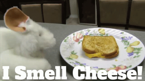 A Rabbit Smelling A Grilled Cheese Sandwich On A Plate GIF
