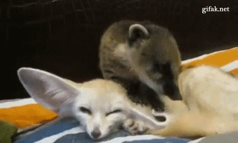 A Raccoon And A Fox Are Laying On A Bed Together . GIF