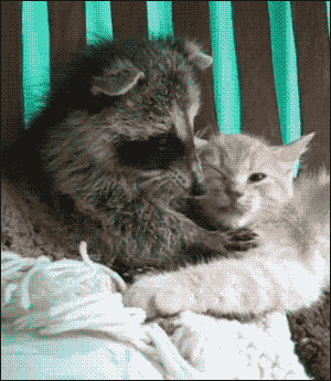 A Raccoon And A Kitten Are Laying In A Crib GIF