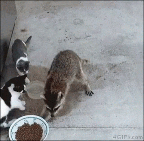 A Raccoon And Two Cats Are Eating From A Bowl Of Food On The Ground . GIF