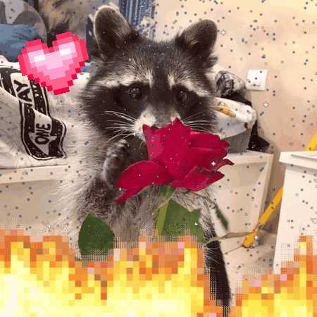 A Raccoon Holding A Red Rose With A Pixel Heart In The Background GIF