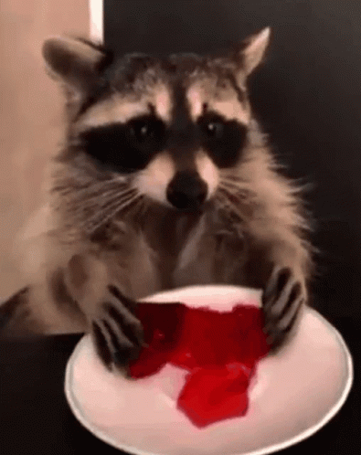 A Raccoon Is Eating Red Jelly From A White Plate . GIF