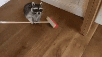 A Raccoon Is Holding A Broom In Its Mouth While Walking On A Wooden Floor . GIF