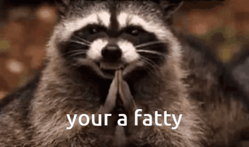 A Raccoon Is Holding A Feather In Its Mouth And Says " Your A Fatty " GIF