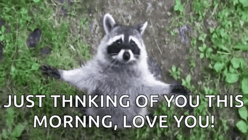 A Raccoon Is Laying In The Grass With Its Arms Outstretched And Says `` Just Thinking Of You This Morning , Love You '' GIF